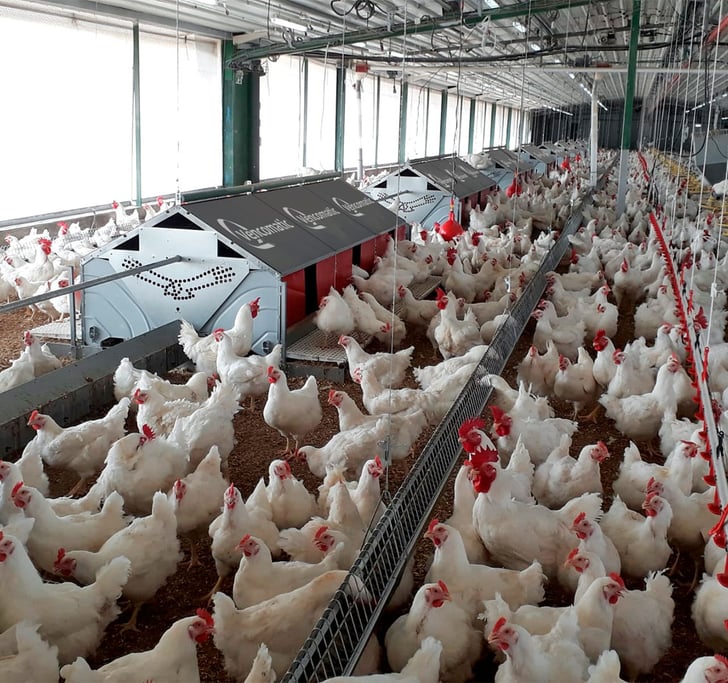 Layer breeder poultry housing Detail